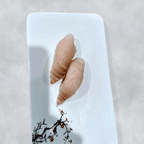 Best Tai (Red Snapper) in Ithaca, NY